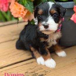 Denim - female Australian Mountain Doodle puppy in Henry, Illinois from Rowe Farms Doodles