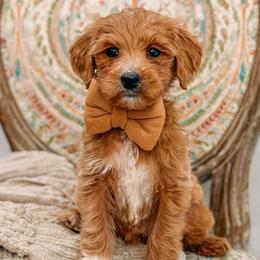 Helio - Red  male Goldendoodle puppy in Iola, Texas from Supreme Doodles of Texas