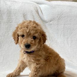 Girl 1 - Apricot female Goldendoodle puppy in Valley Farms, Arizona from Gall’s Doodle Ranch