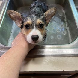 American Corgi and Pembroke Welsh Corgi Puppies from Corgi Daze