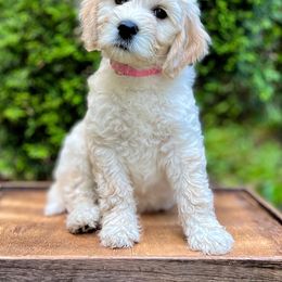 Goldendoodle Puppies from Lykeable Farms