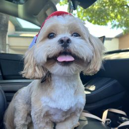 Obie - Lhasa Apso