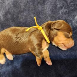 Yellow - Chocolate and tan female Dachshund puppy in Amarillo, Texas from Panhandle Dashing Doxies