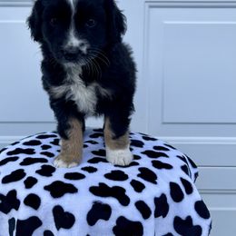 Miniature Australian Shepherd Puppies from 5 Star Mini Aussies