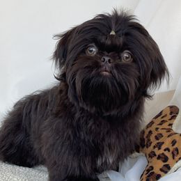 Roman - Shih Tzu