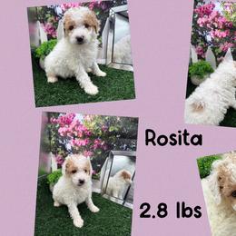 Rosita - Parti female Goldendoodle puppy in Wayland, New York from Loris Pampered Pooches💕