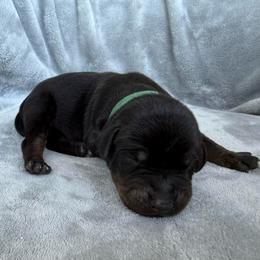 Bango - Black and rust male Doberman Pinscher puppy in Brookfield, Wisconsin from Haus of Hound