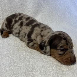 Buggs - Chocolate and tan male Dachshund puppy in Mocksville, North Carolina from The Dachs of Hazzard Dachshunds