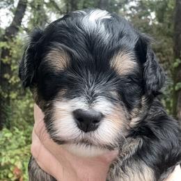 Banjo - Tri-color male Bernedoodle puppy in Pittsburg, Illinois from Doodles on Rock Creek