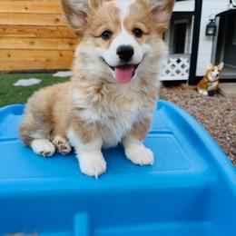 Dover - White and red male Pembroke Welsh Corgi puppy in Denver, Colorado from Monarch Corgis