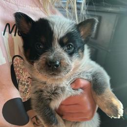 Girl 3 - Blue female Australian Cattle Dog puppy in Irvington, Kentucky from Dry Valley’s Australian Cattle Dogs