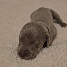 Girl 1 - Weimaraner puppy from Upstate Weims
