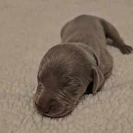 Girl 1 - Weimaraner puppy from Upstate Weims