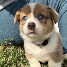 Duchess - Sable female Pembroke Welsh Corgi puppy in Millsap, Texas from Punchy Pembroke Ranch