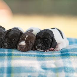 Boy 1 - Black and white male German Shorthaired Pointer puppy in Greensburg, Kentucky from Nosam Kennels- Hungarian Vizslas, and German Shorthairs Located in Kentucky