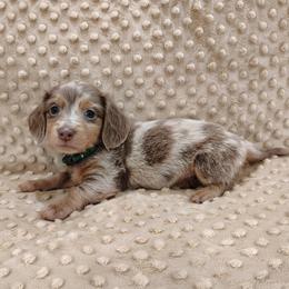 Puppy 5 - Fawn (isabella) and tan male Dachshund puppy in Krum, Texas from Dots N Spots Dachshunds