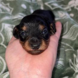 Georgette - Black and tan female Dachshund puppy in Goldthwaite, Texas from Mini Mama Dachshunds