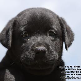 Boy 2 - male Labrador Retriever puppy in Point, Texas from Lakylu Kennels