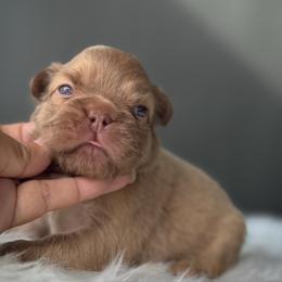 Rusty - Fawn male French Bulldog puppy in Porter, Texas from Whatabulldog