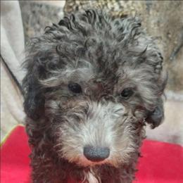 Dusk - Black male Poodle puppy in Neosho, Missouri from Star Light Pups