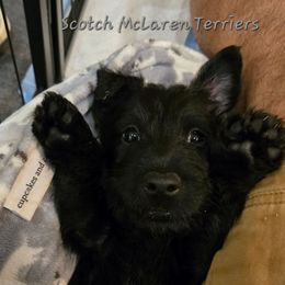 Male2 - Black male Scottish Terrier puppy in Conroe, Texas from Scotch McLaren Terriers