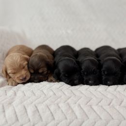 Six Girls - Caramel ice female Australian Labradoodle puppy in Londonderry, New Hampshire from Granite State Labradoodles
