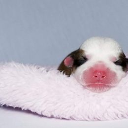 American Corgi and Pembroke Welsh Corgi Puppies from Whimsical Treasure Corgis