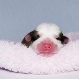American Corgi and Pembroke Welsh Corgi Puppies from Whimsical Treasure Corgis