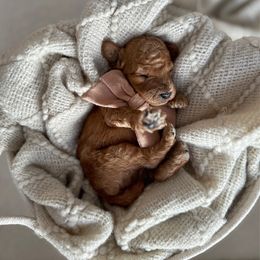 Pepper - Red  male Poodle puppy in Charlotte, North Carolina from Bruno & Co. Puppies