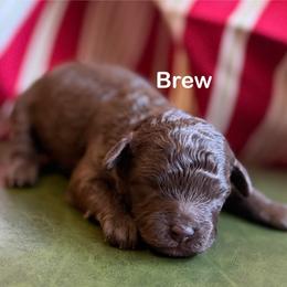 Brew - Brown male Poodle puppy in Ardmore, Oklahoma from The Poodles of Green Acres