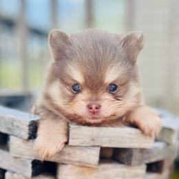 Schnitzel - Chocolate and tan male Pomeranian puppy in Buck Valley, Pennsylvania from Buck Valley Pomeranians