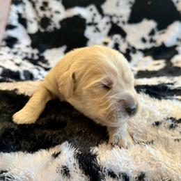Zuma - Light golden female Golden Retriever puppy in Oregon from Bliss Retrievers