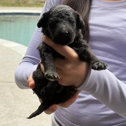 Orange Collar - Black male Assorted Doodle Crosses puppy in Richmond, Texas from Blessed B Farm & Doodles