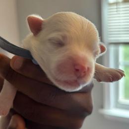 Alvin - White male Maltese puppy in Raleigh, North Carolina from Loveable Litters