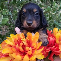 Dachshund Puppies from Ravendox Dachshunds
