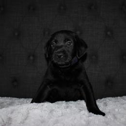 "Faye x Cain Whelped 12/1/20" Labrador Retriever Puppies from Triple L Labs & Co.