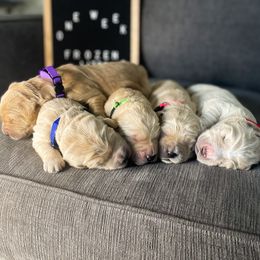 Goldendoodle Puppies from RKay K9s
