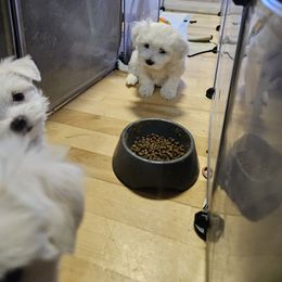 Maltese Puppies from Emotional Amor Support