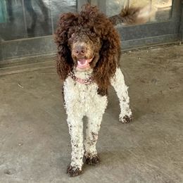 Poodles from Carol Shough's Poodles