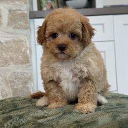 Bernedoodle, Cavapoo, Havanese, and Havapoo Puppies from Lady Paws Puppies - Cassie