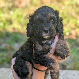 Eric - Black and tan male Cavapoo puppy in Coshocton, Ohio from Forever Family Puppies