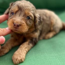 Purple collar girl - Chocolate merle female Bernedoodle puppy in Colorado Springs, Colorado from Mercy Mountain Bernedoodles