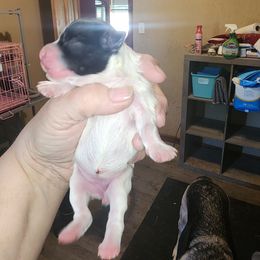 Pup 2 girl - Black and white female Havanese puppy in Cuba, Missouri from Bouncy Bubbly Havanese