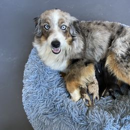 Australian Shepherd, Miniature American Shepherd, Miniature Australian Shepherd, and Toy Australian Shepherd Puppies from Painted Blue Aussies