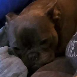 French Bulldogs from VanMeter Baby Blues
