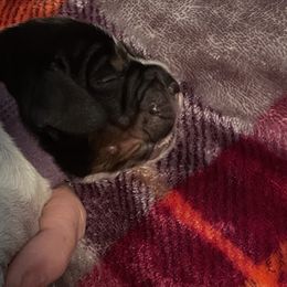 Goose - Black white and tan English Springer Spaniel puppy in Worthington, Indiana from Fidelis Springer Spaniels