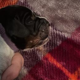 Goose - Black white and tan English Springer Spaniel puppy in Worthington, Indiana from Fidelis Springer Spaniels
