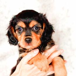 Primrose - Black and tan female Companion Cross puppy in Georgetown, Texas from The Darling Pup