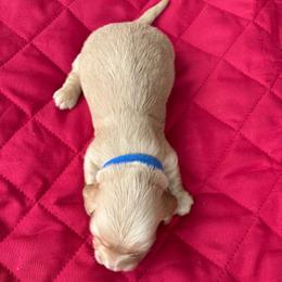 Turkey - Cream male Dachshund puppy in Hawley, Texas from Little e Dachshunds