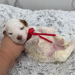 Panini - Parti male Goldendoodle puppy in Miami, Florida from Jade’s Paws & Co. Of Miami LLC